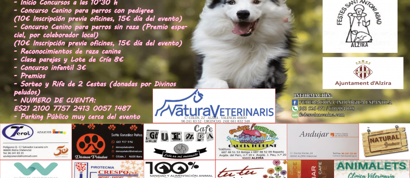 concurso canino en Alzira